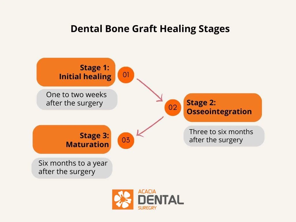 Dental Bone Graft Healing Stages